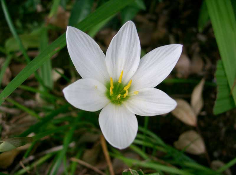 Zephyranthes candida / зефирантес белый