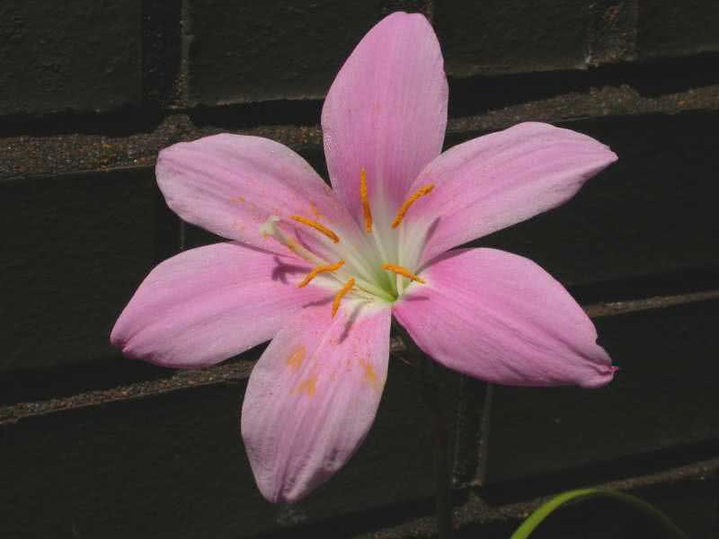 Zephyranthes grandiflora / зефирантес крупноцветковый