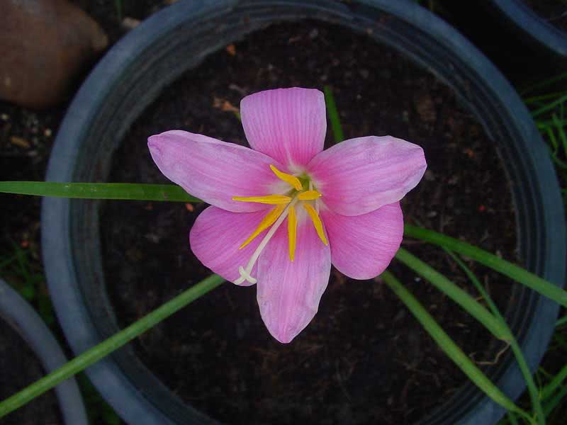 Zephyranthes grandiflora / зефирантес крупноцветковый