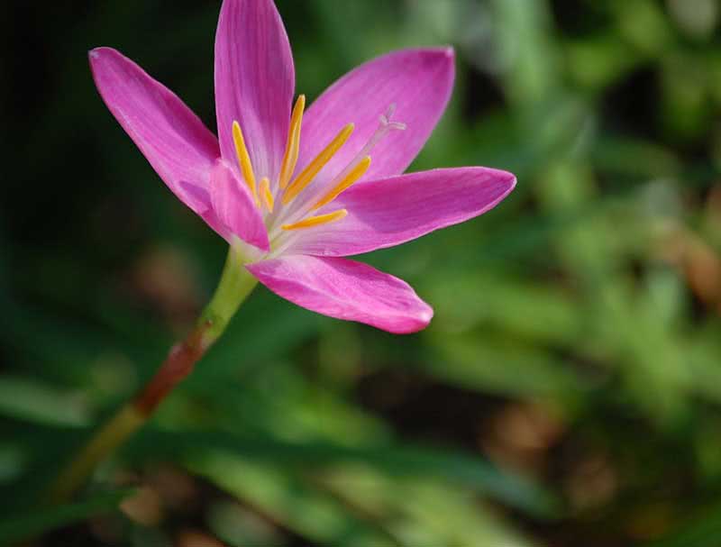 Zephyranthes grandiflora / зефирантес крупноцветковый