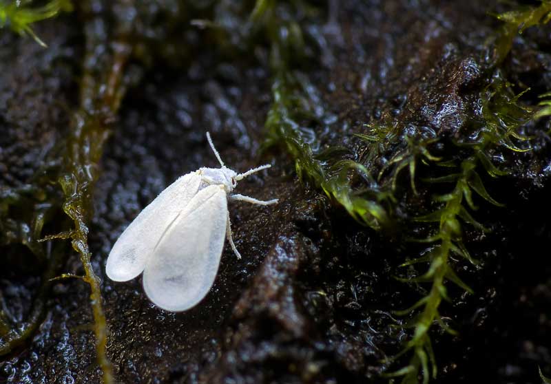 aleyrodidae1