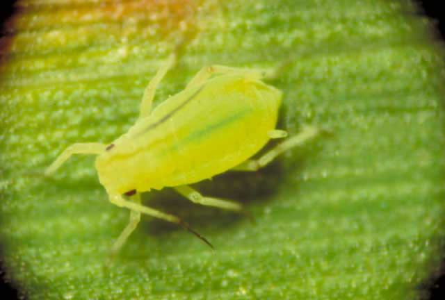 aphididae1