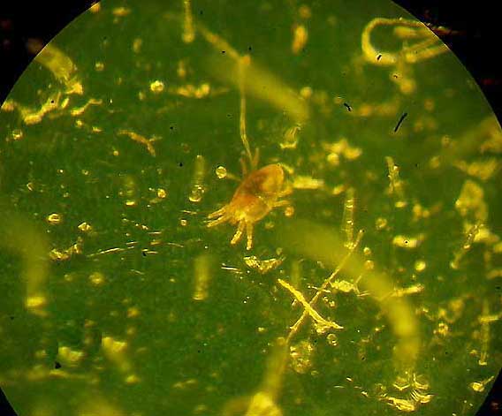 brevipalpus obovatus 5