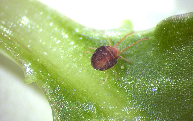bryobia graminum 1
