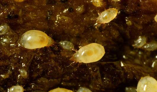 bulb mite1