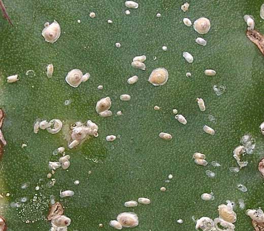 diaspididae