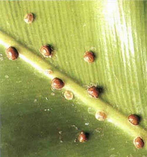 diaspididae2