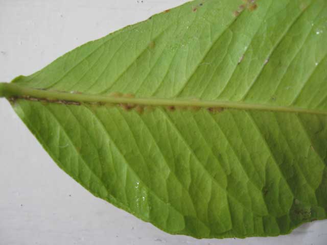 diaspididae3