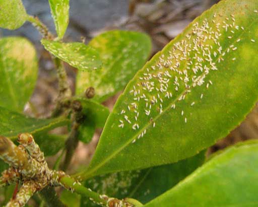 Приморский мучнистый червец / Pseudococcus affinis