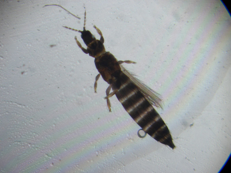 thrips1
