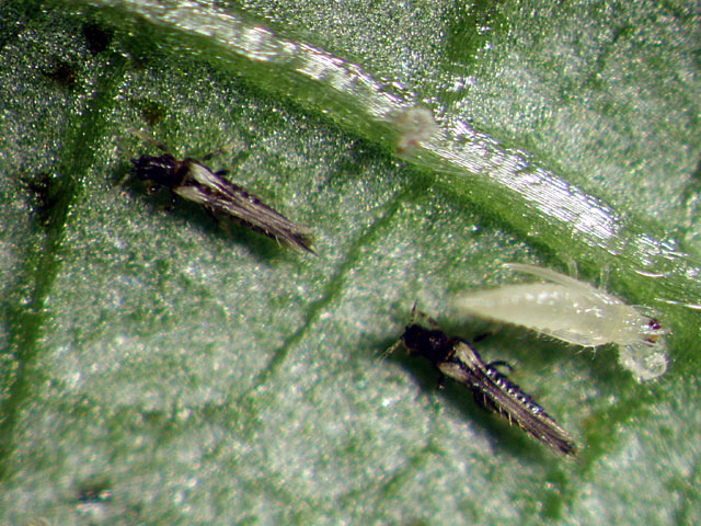 thrips2