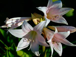 Амариллисовые – Амариллис Беладонна