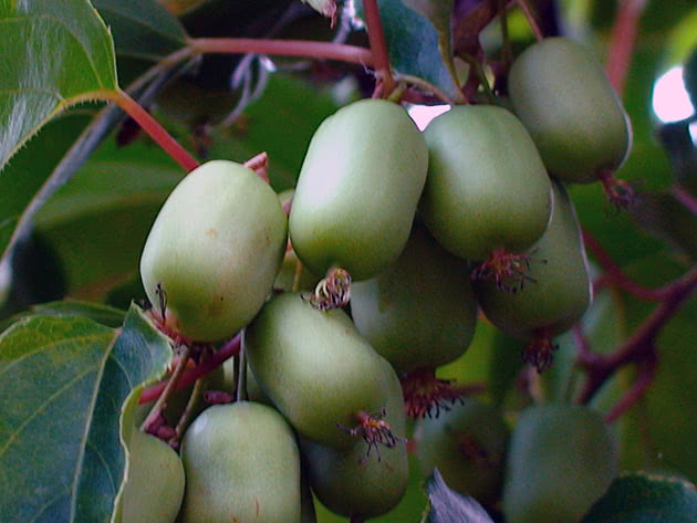 Актинидия аргута / Actinidia arguta