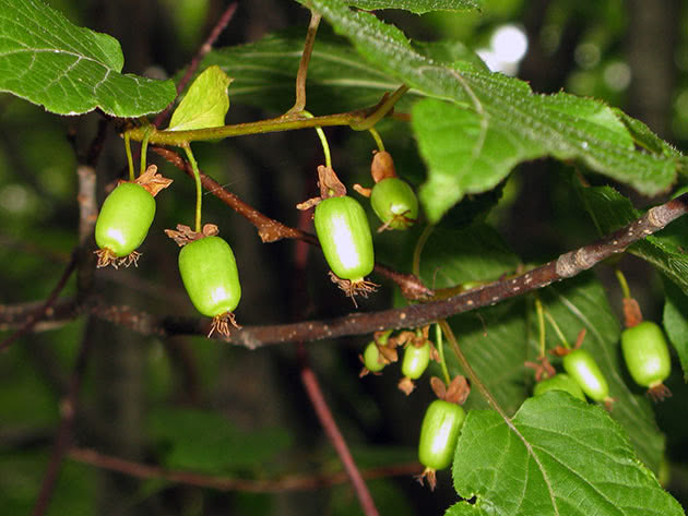 Актинидия коломикта / Actinidia kolomikta