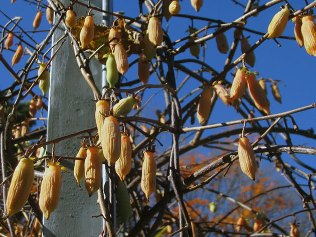 Актинидия полигама / Actinidia polygama