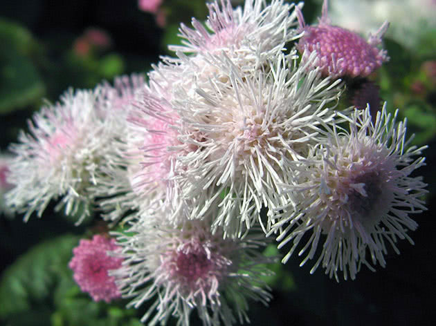 Агератум мексиканский или Хоустона / Ageratum houstonianum