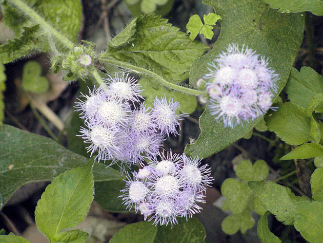 Агератум Хоустона / Ageratum houstonianum