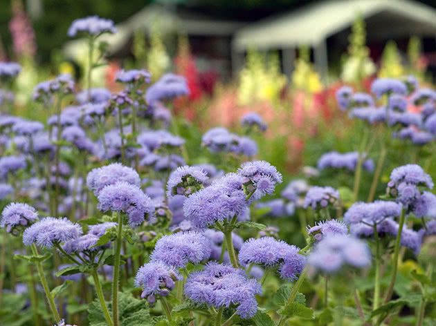 Агератум Хоустона / Ageratum houstonianum