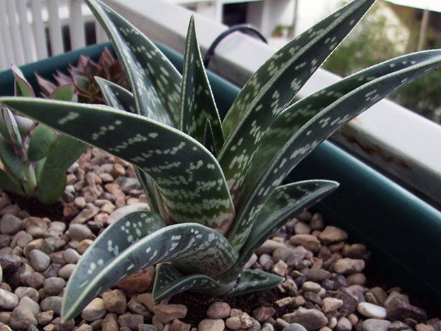 Алоэ пёстрое (тигровое) / Aloe variegata Алоэ пёстрое (тигровое) / Aloe variegata