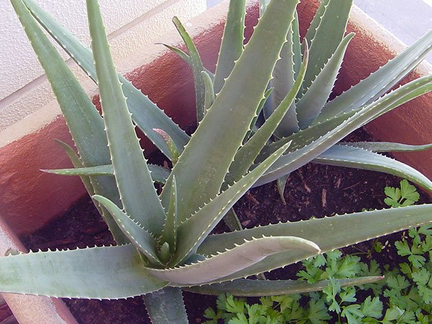 Алоэ вера (индийское или барбадосское) / Aloe vera Алоэ вера (индийское или барбадосское) / Aloe vera