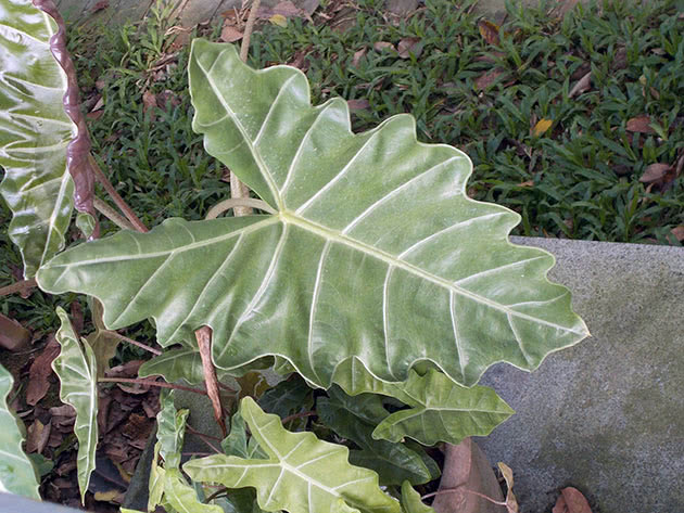 Алоказия / Alocasia