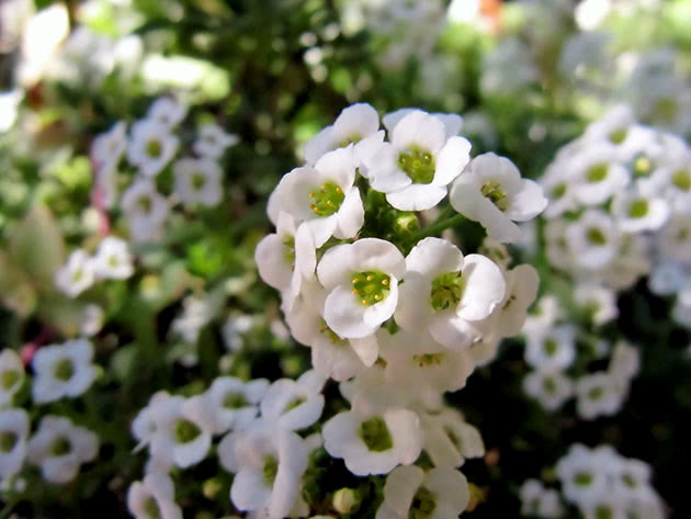 Flower or alyssum