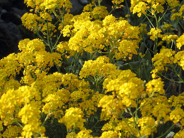 Алиссум скальный / Alyssum saxatile