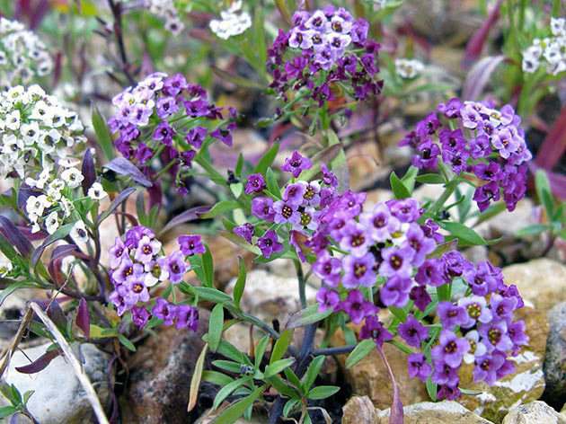 Алиссум морской / Alyssum maritimum