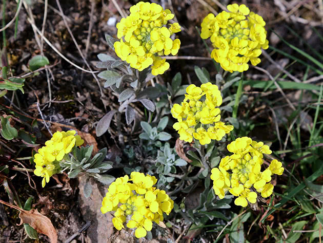 Алиссум Гмелина, или алиссум горный / Alyssum gmelinii, or Alyssum montanum