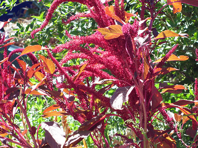 Амарант метельчатый, или багряный / Amaranthus paniculatus = Amaranthus cruentus