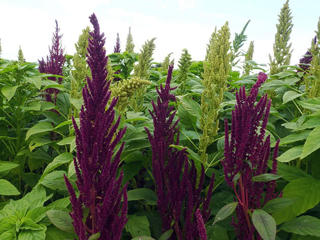 Амарант метельчатый, или багряный / Amaranthus paniculatus = Amaranthus cruentus