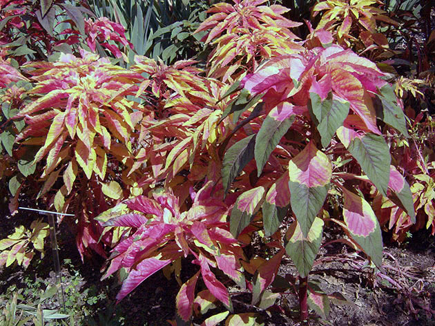 Амарант трехцветный / Amaranthus tricolor