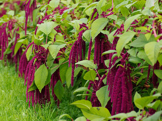 Амарант хвостатый / Amaranthus caudatus