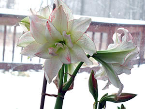 Луковицы амариллиса