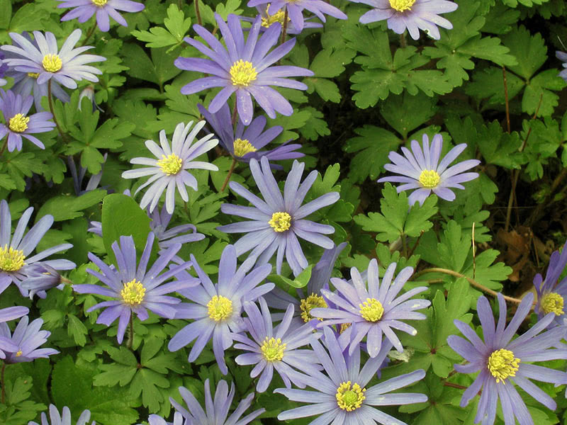 Анемона нежная (Anemone blanda)