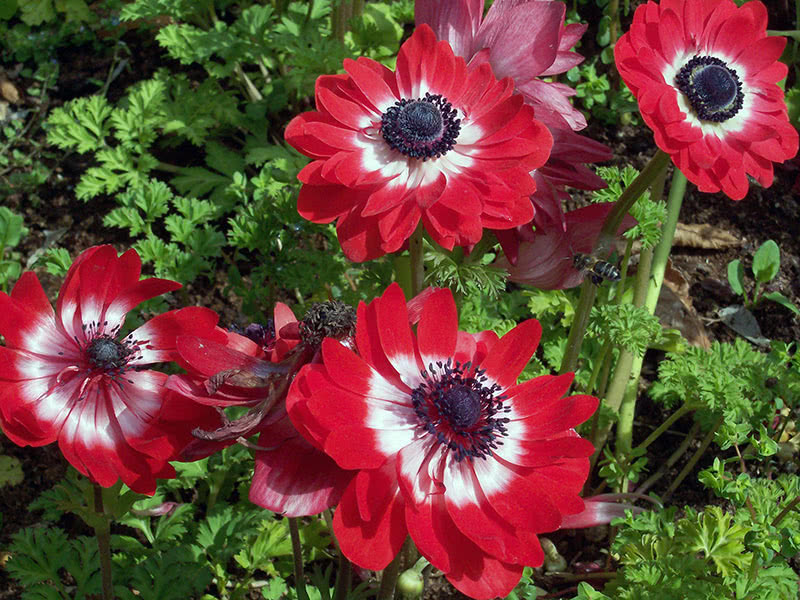 Анемона корончатая (Anemone coronaria)