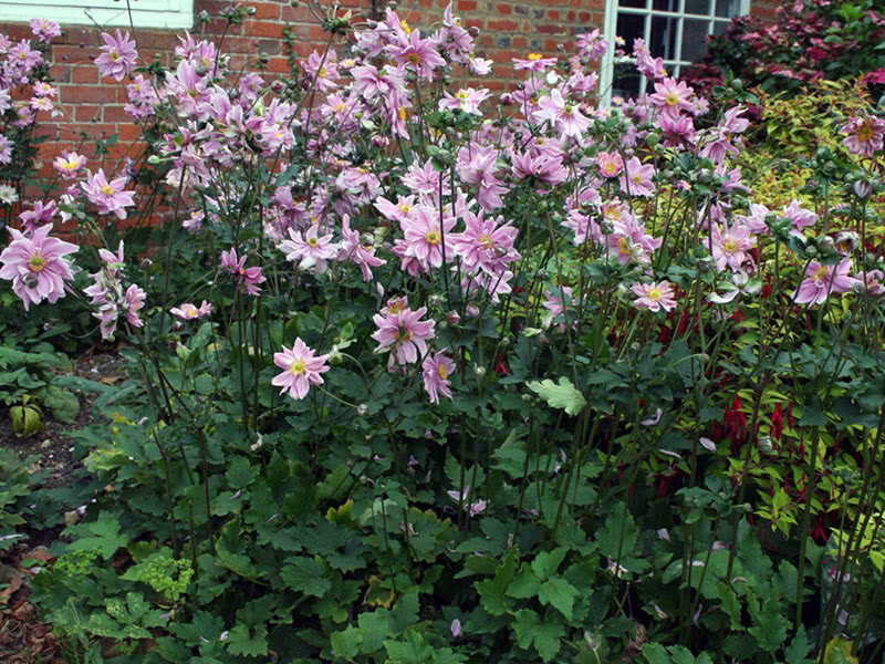Анемона гибридная (Anemone hybrida)