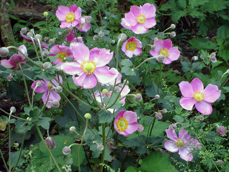 Анемона японская (Anemone japonica)