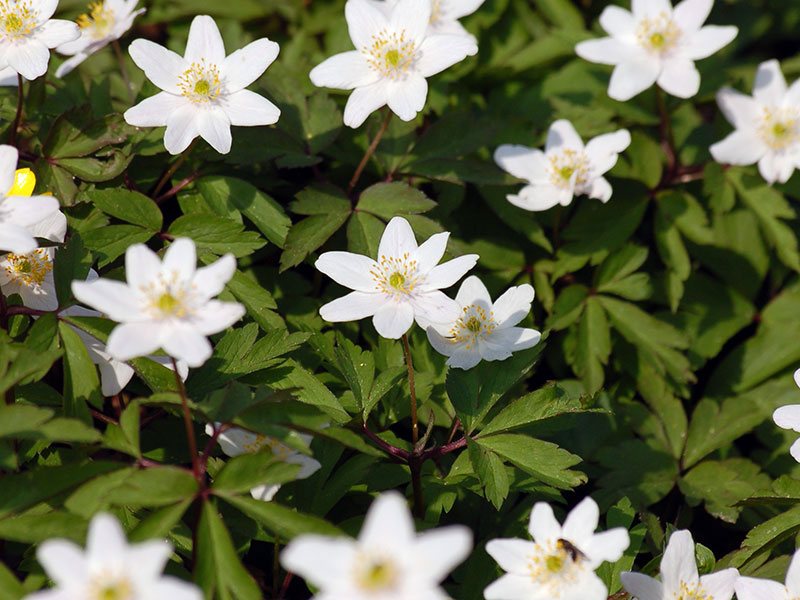 Анемона дубравная (Anemone nemorosa)