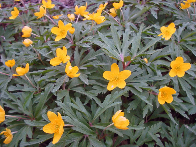 Анемона лютичная (Anemone ranunculoides)