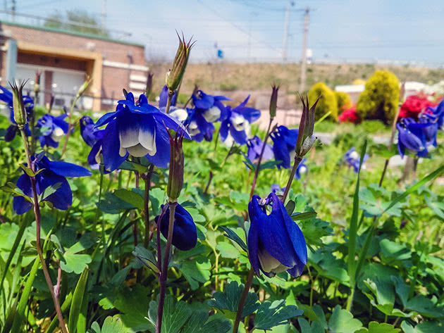 Орлики Бурге / Aquilegia buergeriana