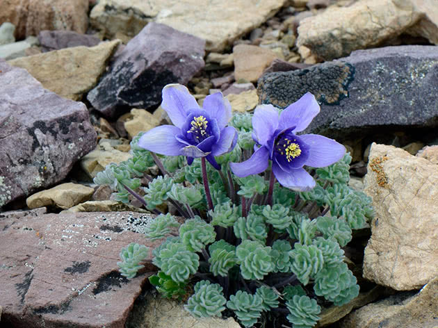 Орлики Джоунза / Aquilegia jonesii