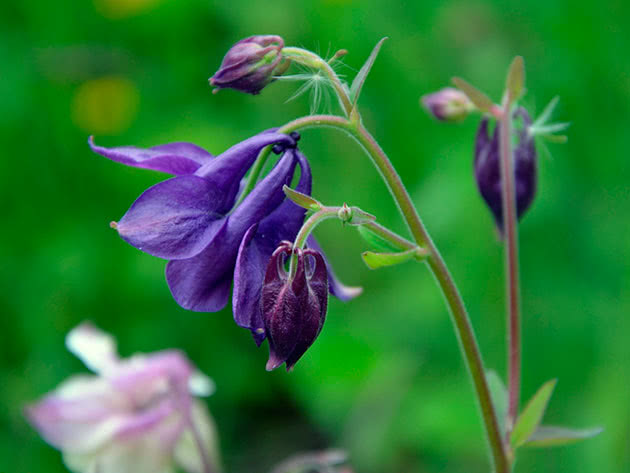 Аквилегия альпийская / Aquilegia alpina