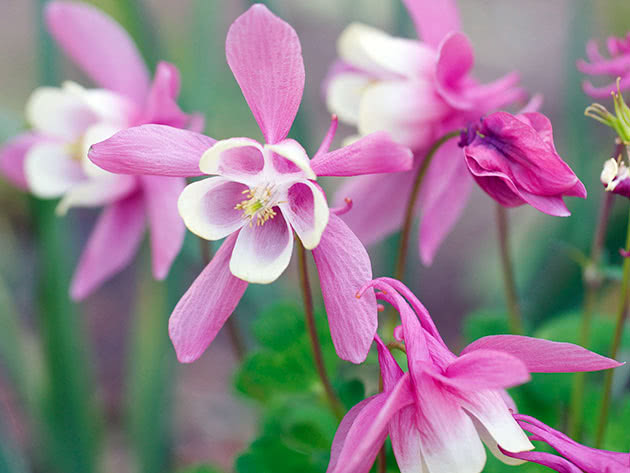 Аквилегия вееровидная или акитская / Aquilegia flabellata
