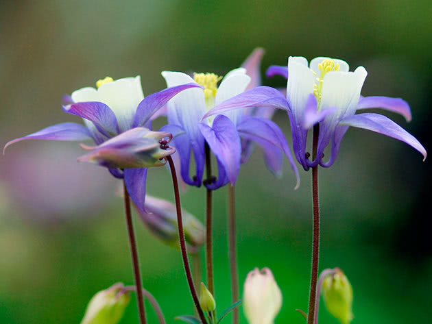 Аквилегию обыкновенная / Aquilegia vulgaris