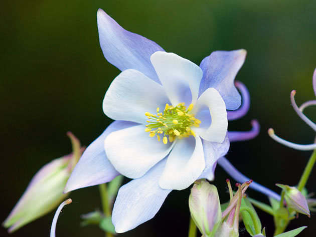 Аквилегия гибридная / Aquilegia hybrida