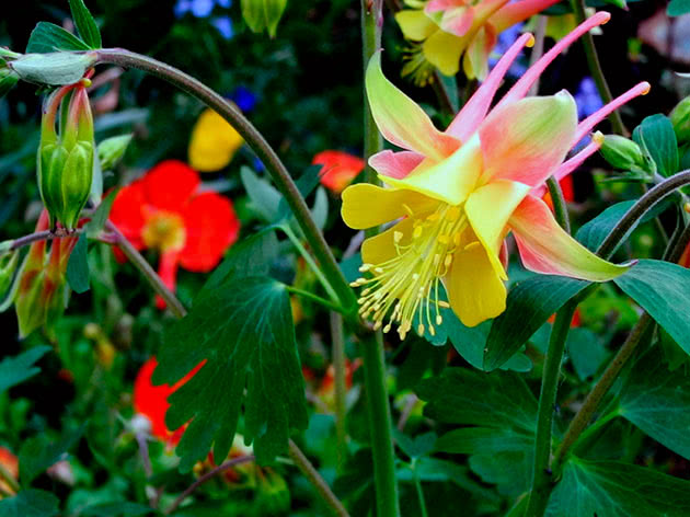 Аквилегия канадская / Aquilegia canadensis
