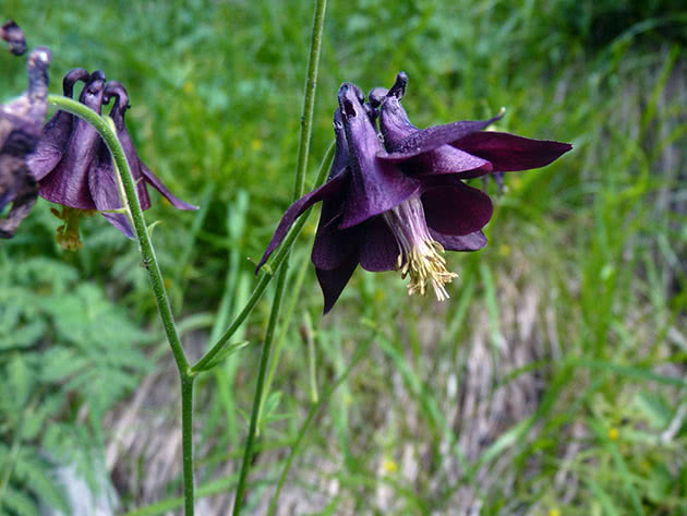 Аквилегия темная / Aquilegia atrata