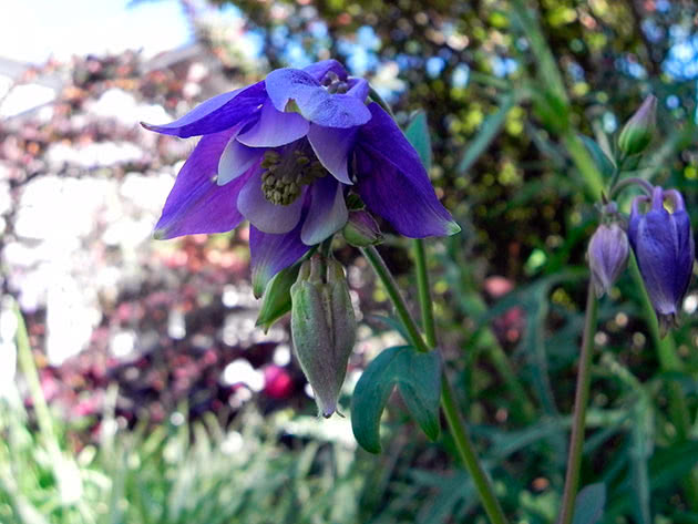 Аквилегия олимпийская / Aquilegia olympica