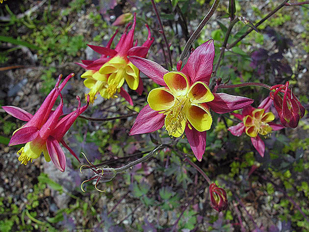 Аквилегия Скиннера / Aquilegia skinneri